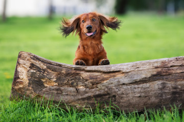 funny dachshund dog portrait outdoors