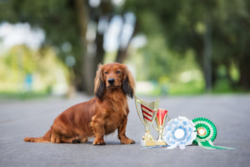 red dachshund dog posing outdoors with throphies