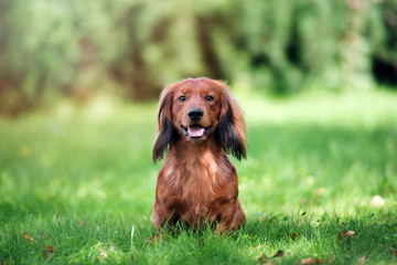 happy dachshund dog posing outdoors