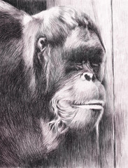 Hand drawn watercolor painting of an orangutan