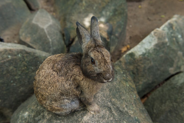 Little rabbit on rock