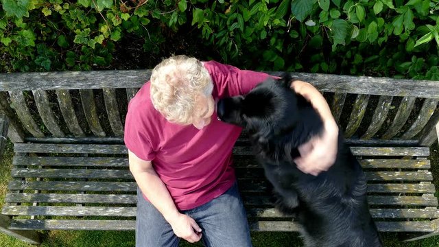 Overhead Shot Of A Man Sitting On A Bench, Giving A Treat To His Newfoundland Dog.