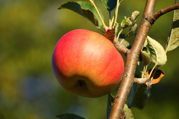 One red apple on a branch in the garden