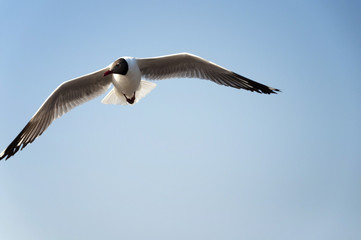 seagull flying on blue sky