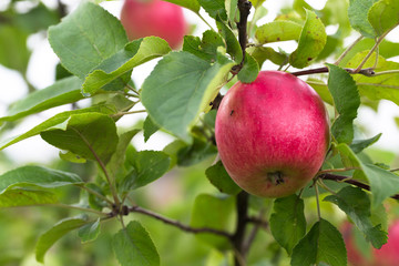 Fresh red apple on a branch. Selective focus. Shallow depth of f