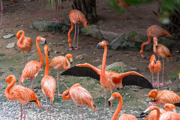 A group of flamingos