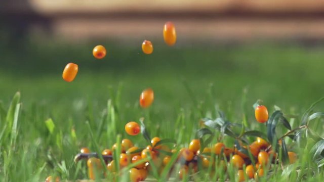 Buckthorn berries fall on the grass. Ripe buckthorn falls on the grass. Small yellow sea-buckthorn berries. Ripe sea-buckthorn. Useful berry