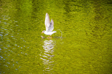 Travelling Seagull with fish