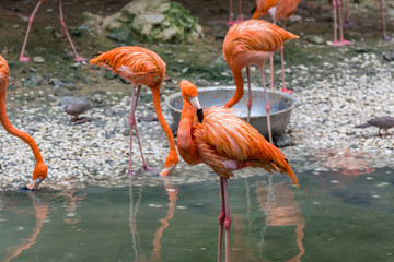 Flamingo birds standing in a lake

