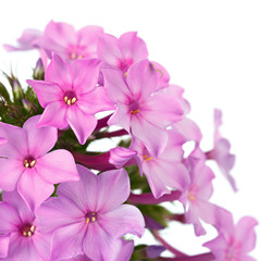 Bright flower phlox, photographed close-up. Isolated on white ba