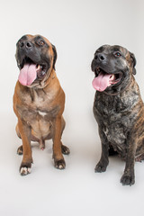 American Staffordshire Terrier