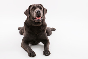 Labrador