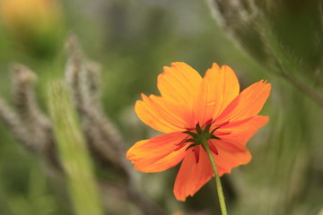 Une fleur orangée