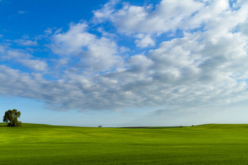 Morning in a green fields with blue sky and white clouds