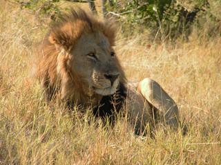Lion