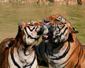 Lovers tigers in the lake, Thailand