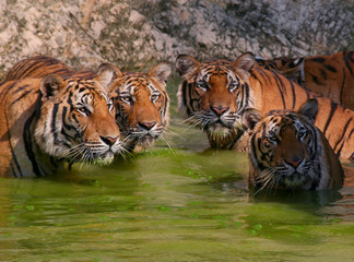 Tigers in the lake, Thailand