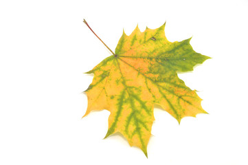Кленовый лист на белом фоне, осень, природа, растения, гербарий, красота 