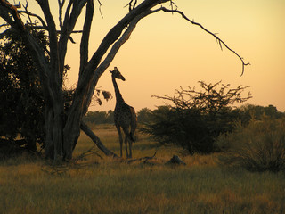 Savuti Marsh in Chobe NP, Botswana