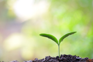 Growing plant