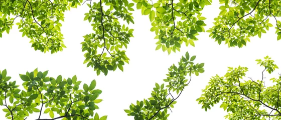 Zelfklevend Fotobehang set of branch with leaves isolated on white background © yotrakbutda