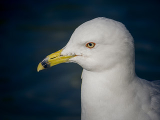Gull