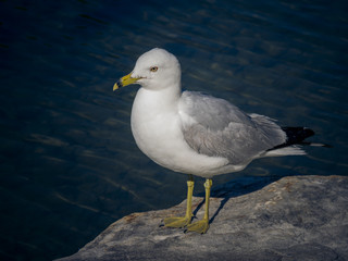 Gull on ground