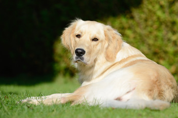 dog golden retriever lying on meadow and looking