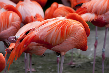 Flamingos