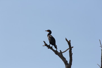 Double-crested cormorants (Phalacrocorax auritus) in the branches of a bare tree. Against blue sky. 