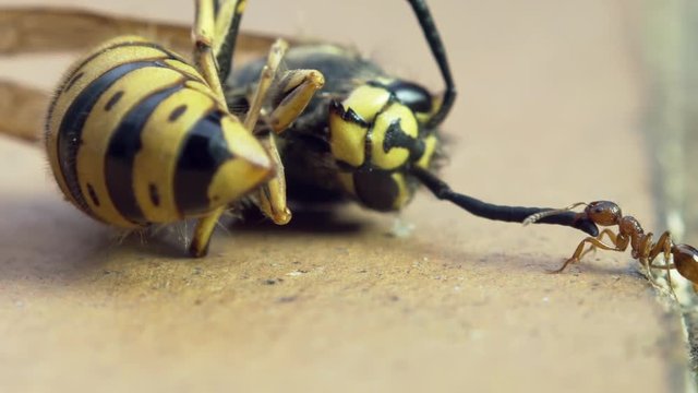 extreme close up of a fire ant solenopsis pulling away dead Vespula vulgaris wasp