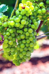 Green wine grapes