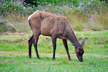 Naklejka na ściany i meble Young elk grazing in meadow