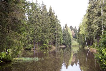 Der See im Wald