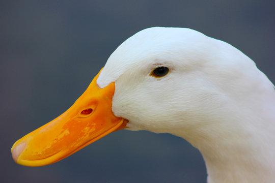 &ouml;rdek