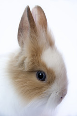 Obraz premium Rabbit portrait