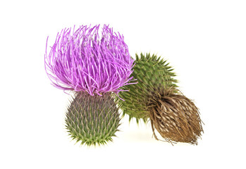Milk Thistle plant (Silybum marianum) herbal remedy. Scotch this