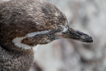 Penguin portrait