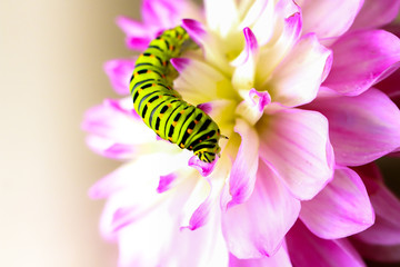 Swallowtail caterpillar on a pink Dahlia