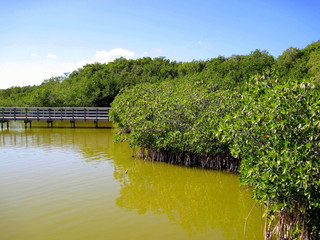 Mangroove jungle in central america wilderness