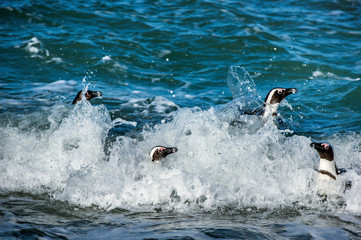 African penguins swim out of foam of the surf. African penguin ( Spheniscus demersus) also known as the jackass penguin and black-footed penguin. Boulders colony.  South Africa