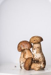boletus mushrooms on white background