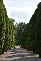 Allee mit leerem Rollstuhl