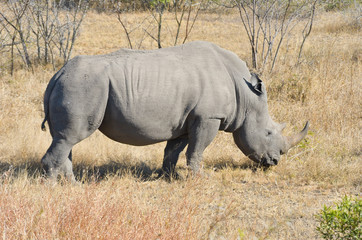 Obraz premium White rhinoceros in national park in South Africa, big five safari animals 