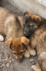 Two homeless puppy lying on the ground close to each other. View from above. Soft focus