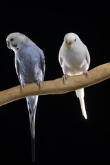 Pareja de periquitos blanco y azul con fondo negro.