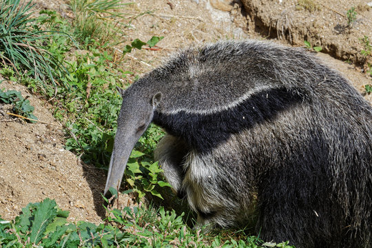 Fourmilier g&eacute;ant