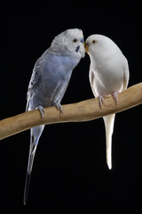 Pareja de periquitos blanco y azul con fondo negro.