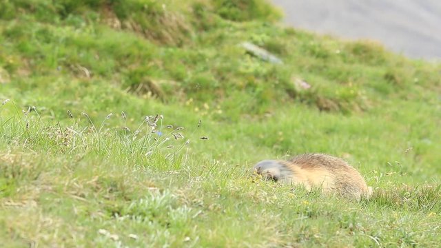 Beautiful animal Marmot, Marmota marmota, in the grass with nature rock mountain habitat, Alp, Austria. Mormot with grass mountain and grey clouds. Widlife scene from Alp. Cute animal. 