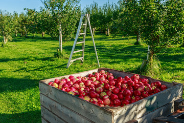 Honey Crisp apples at harvest.